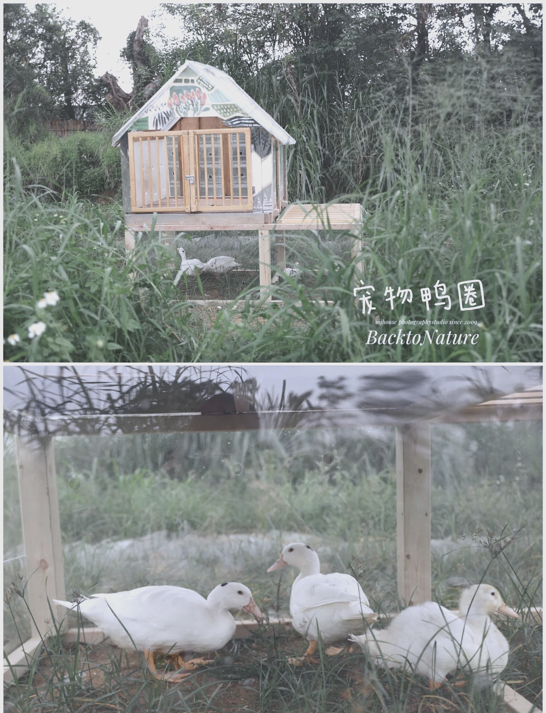 手机版老鸭窝在线(手机版老鸭窝在线观看视频)-第5张图片-QuickQ官网 手机版老鸭窝在线(手机版老鸭窝在线观看视频)-第5张图片-QuickQ官网